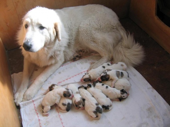 Pyrenean mountain dog - puppies